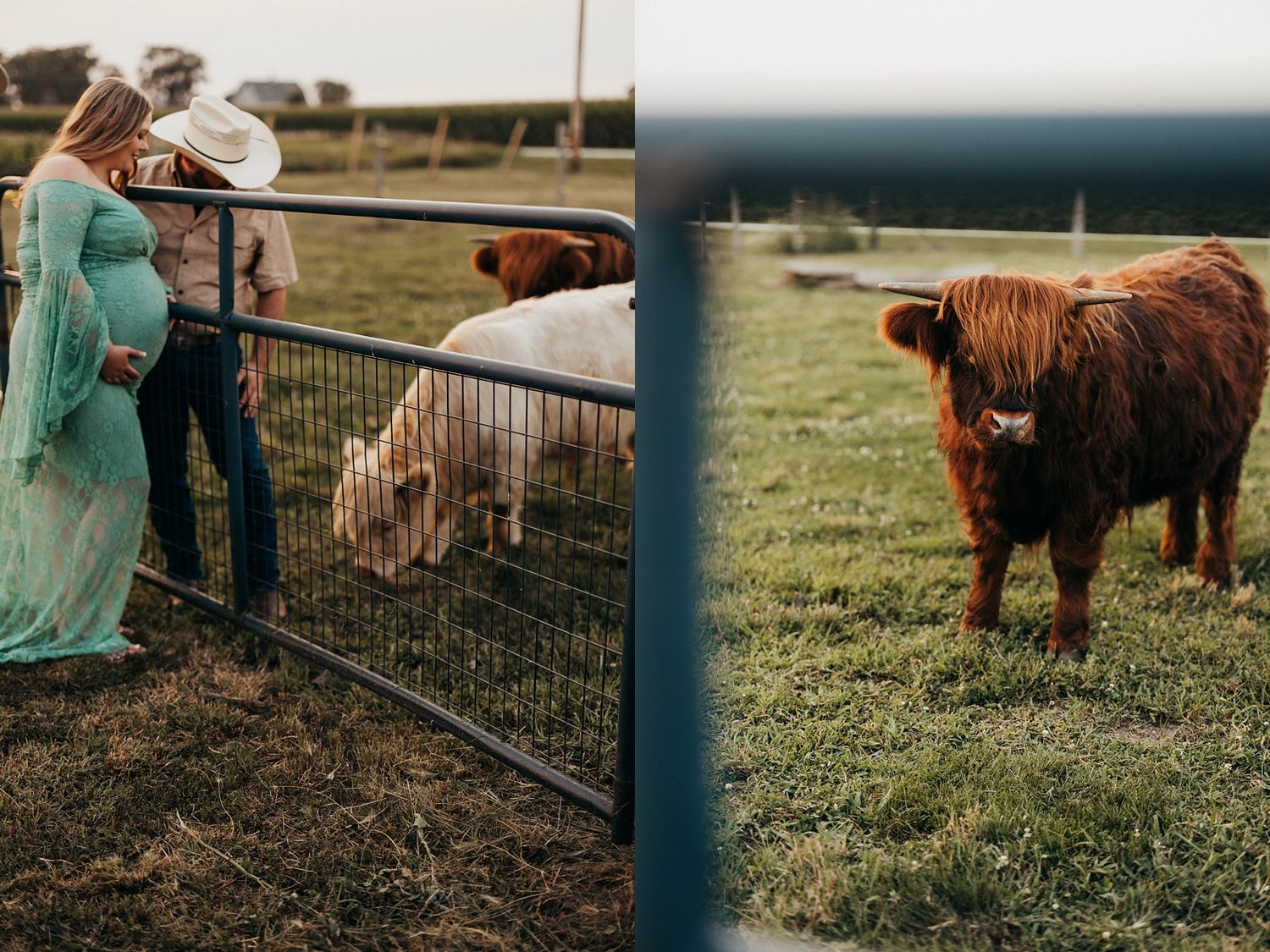 Pregnant woman in teal dress and cowboy hat feeding goats at a farm fence beside a fluffy Highland cow.
