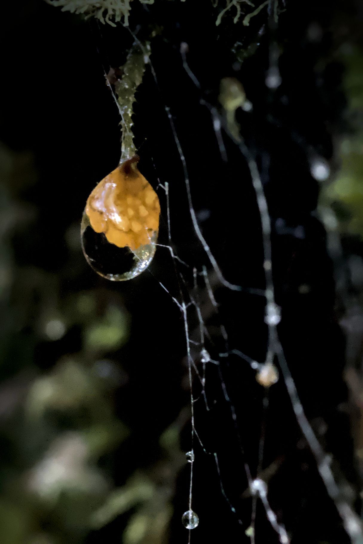 Close-up macro photo of an orange snail inside a translucent dewdrop hanging from a spider web at night.