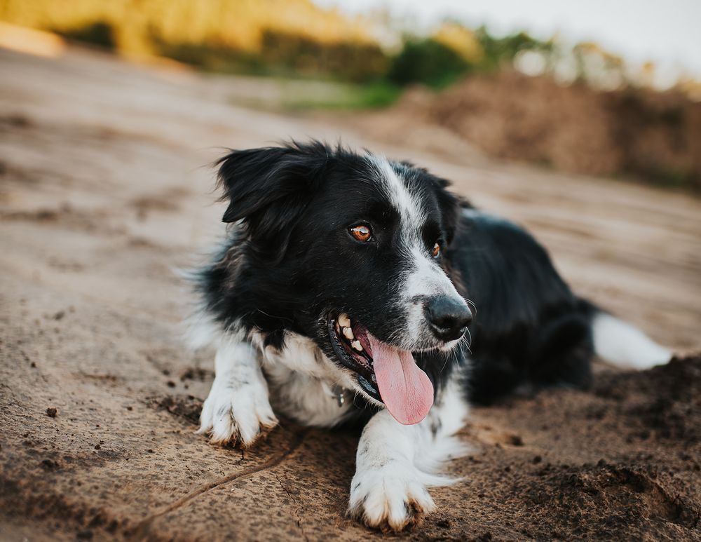 A border collie is photographed laying on the ground.