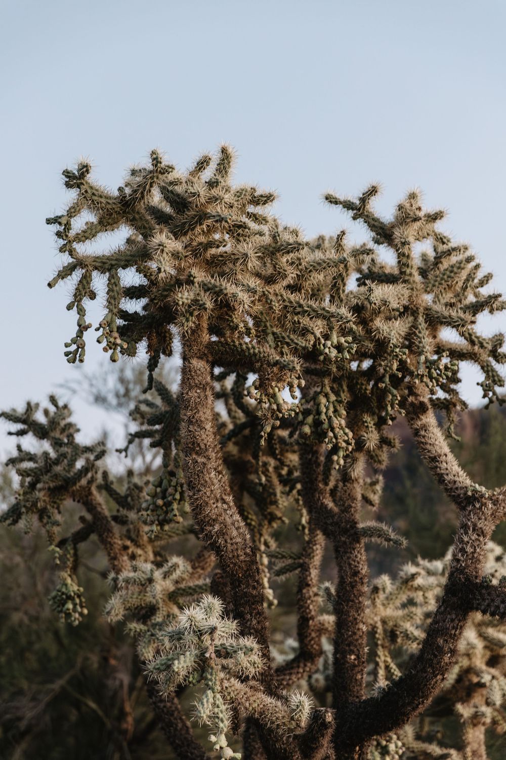 Close-up of a cholla cactus with spiny branches against a clear blue sky in a desert landscape.