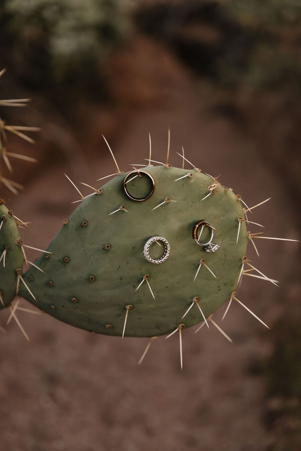 Three wedding rings displayed on a prickly pear cactus pad with sharp spines in a desert setting.