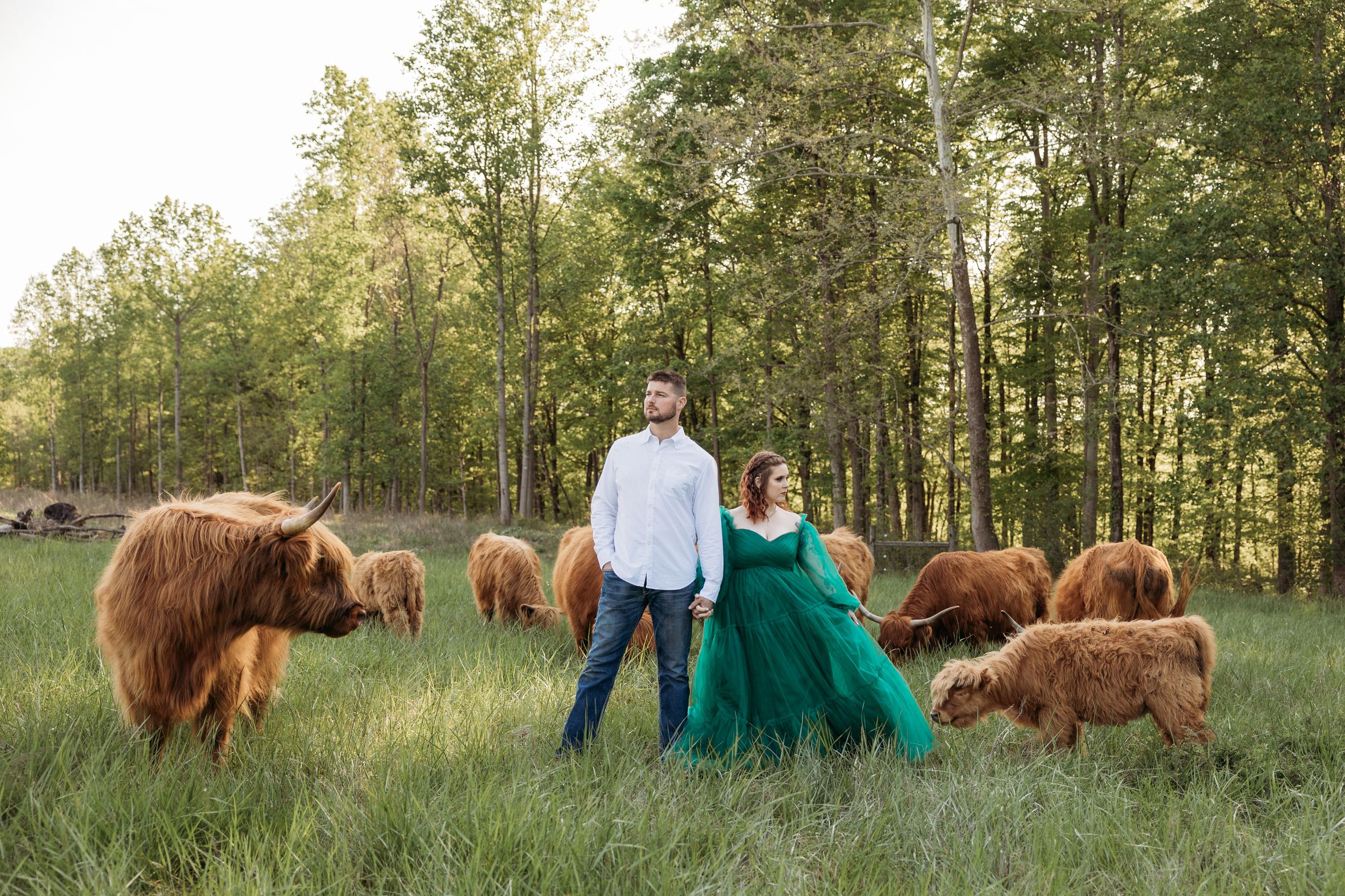 Couple posing with Highland cattle in a lush green field, woman in emerald gown, man in white shirt and jeans.