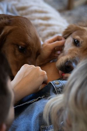 Close-up of two brown dogs snuggling with a pregnant woman in a denim jacket on a couch.