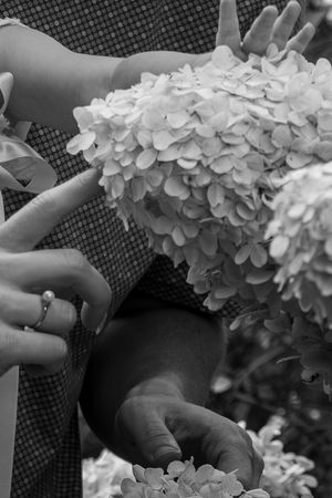 Black and white photo of hands holding hydrangea blooms, with a ring visible on one finger.