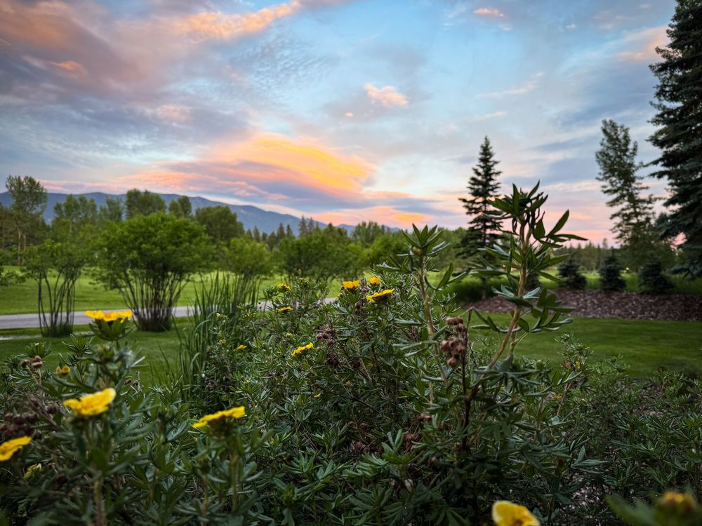 Colorful sunset sky over lush green garden with yellow flowers and pine trees in a scenic landscape.