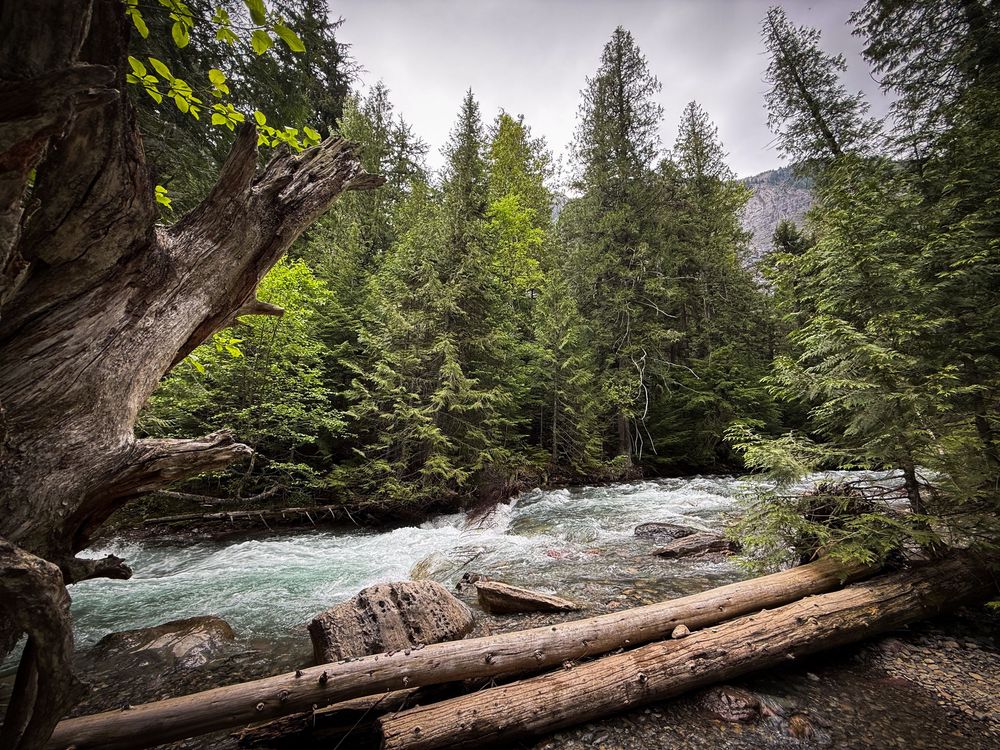 A rushing mountain river flows through a dense evergreen forest with fallen logs in the foreground.