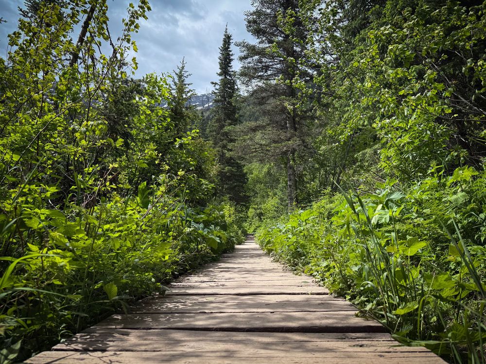 A wooden boardwalk path leads through lush green forest trees and foliage on a sunny day.
