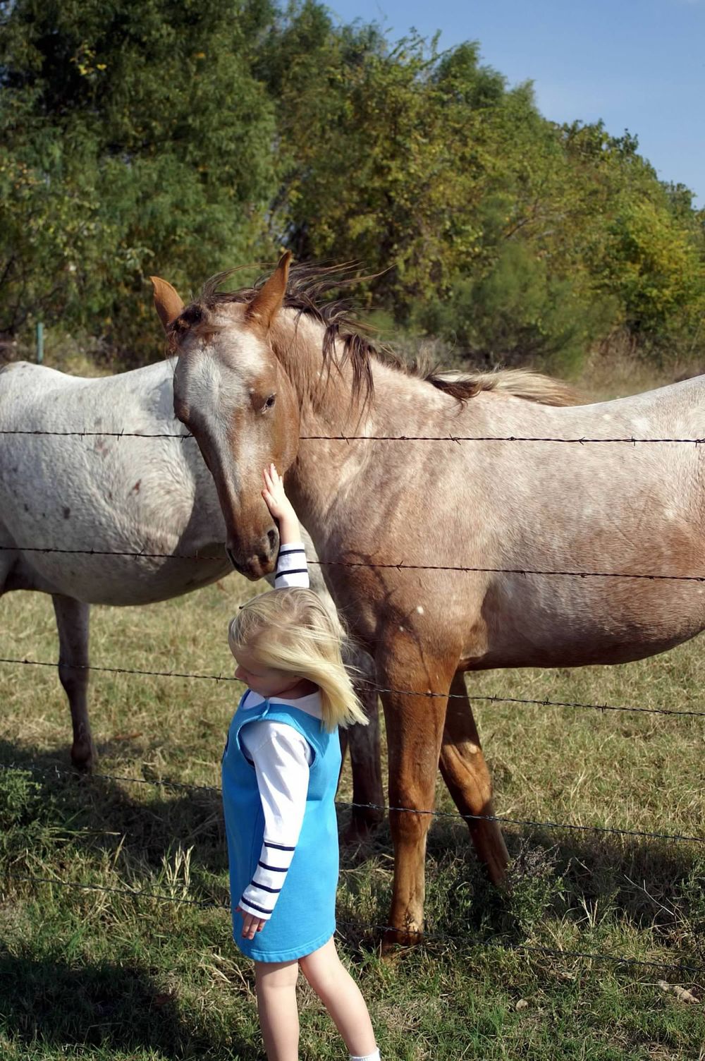 Young girl meeting horse through fence