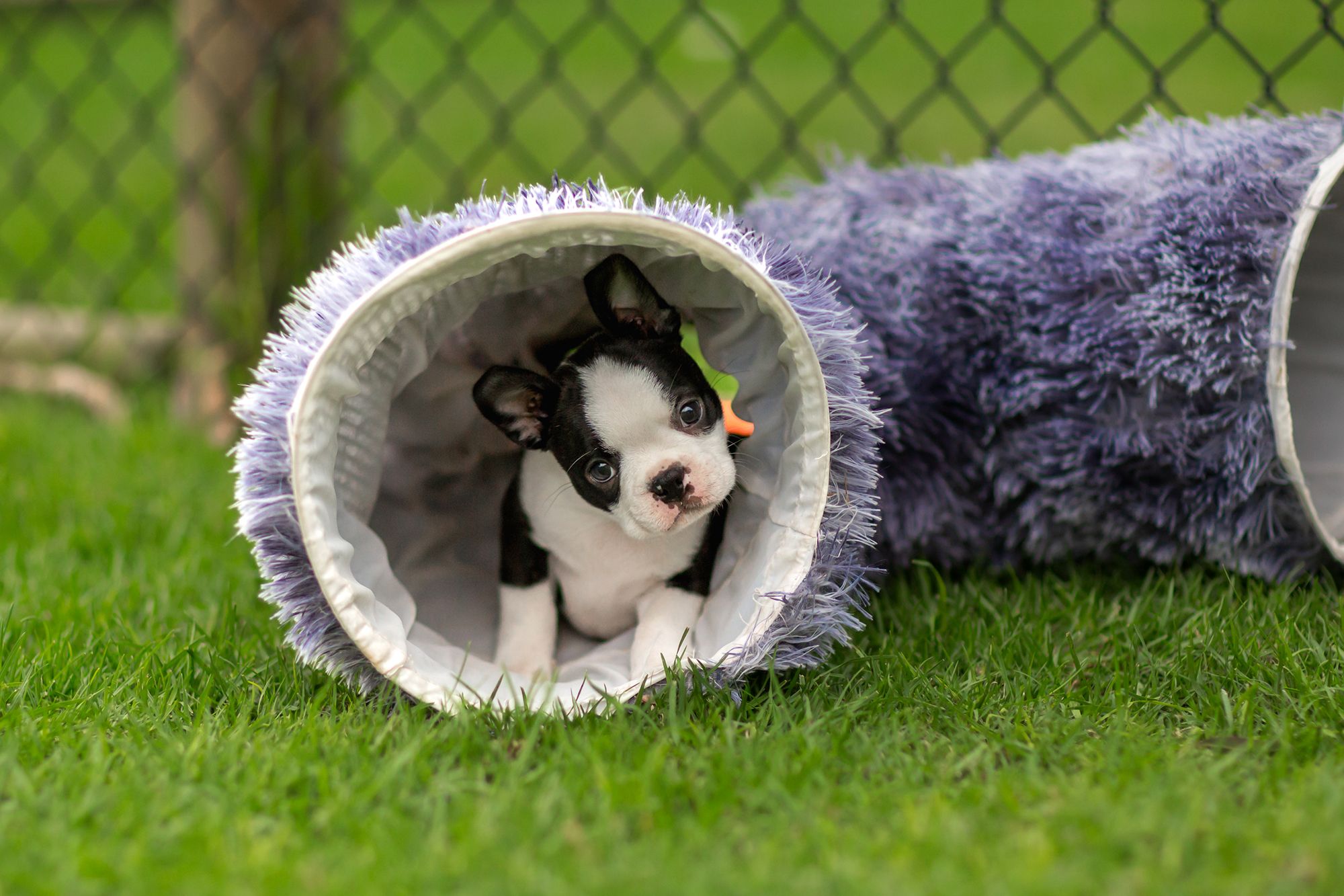 Boston terrier puppy head tilting inside fluffy play tunnel on the grass