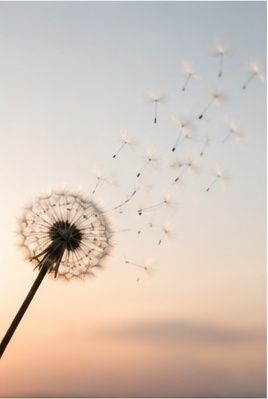A dandelion silhouette with seeds blowing away in the wind against a soft pink and blue sunset sky.