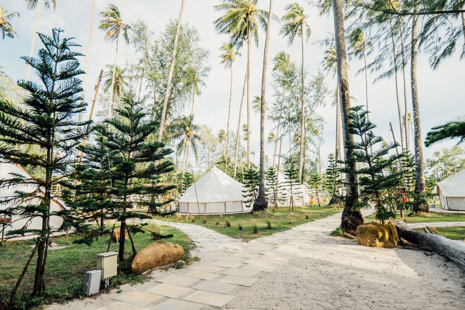 Tropical glamping site with white bell tents surrounded by tall palm trees and lush greenery on a sandy path.