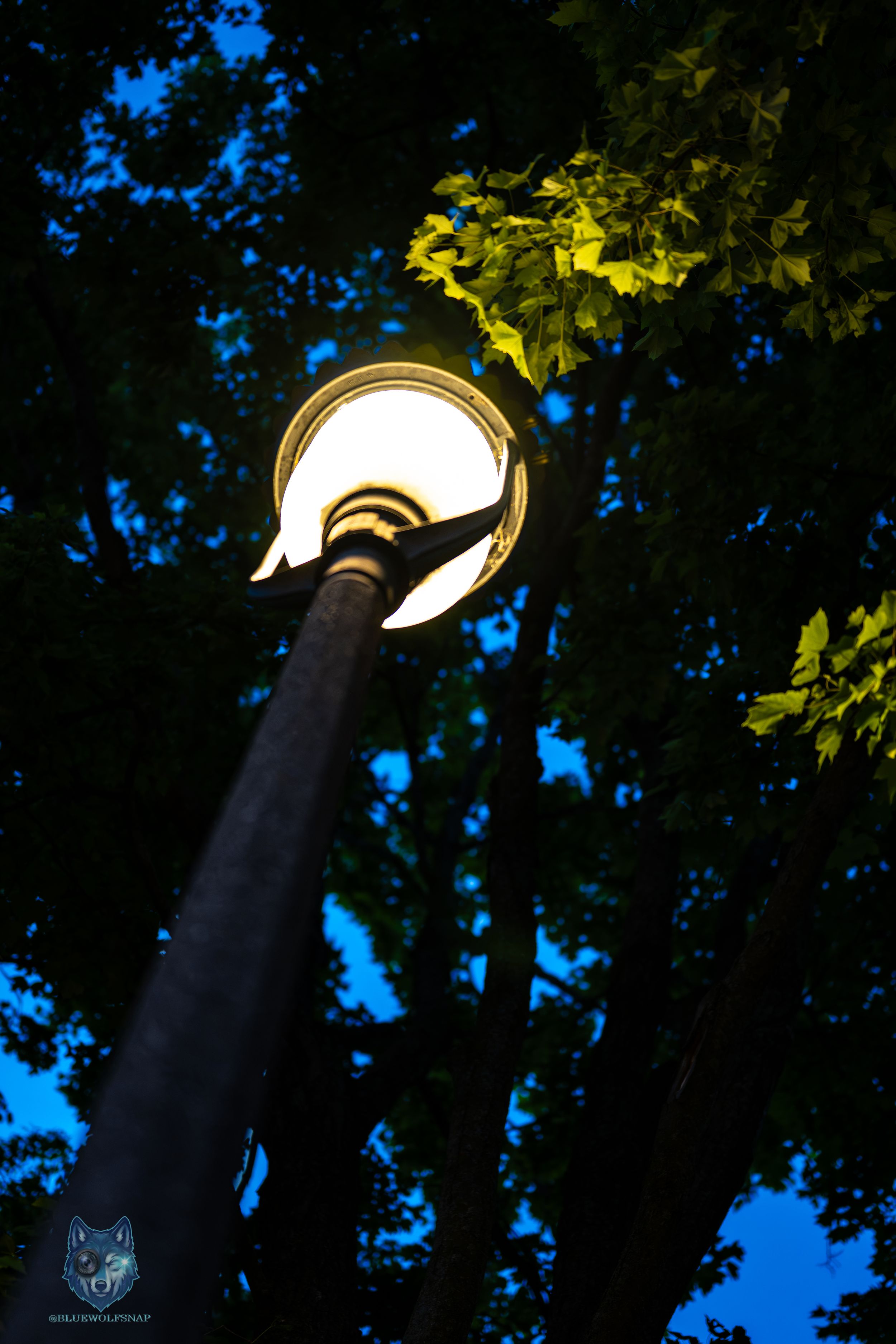 A glowing street lamp illuminates green tree leaves against a deep blue night sky, shot from a low angle perspective.