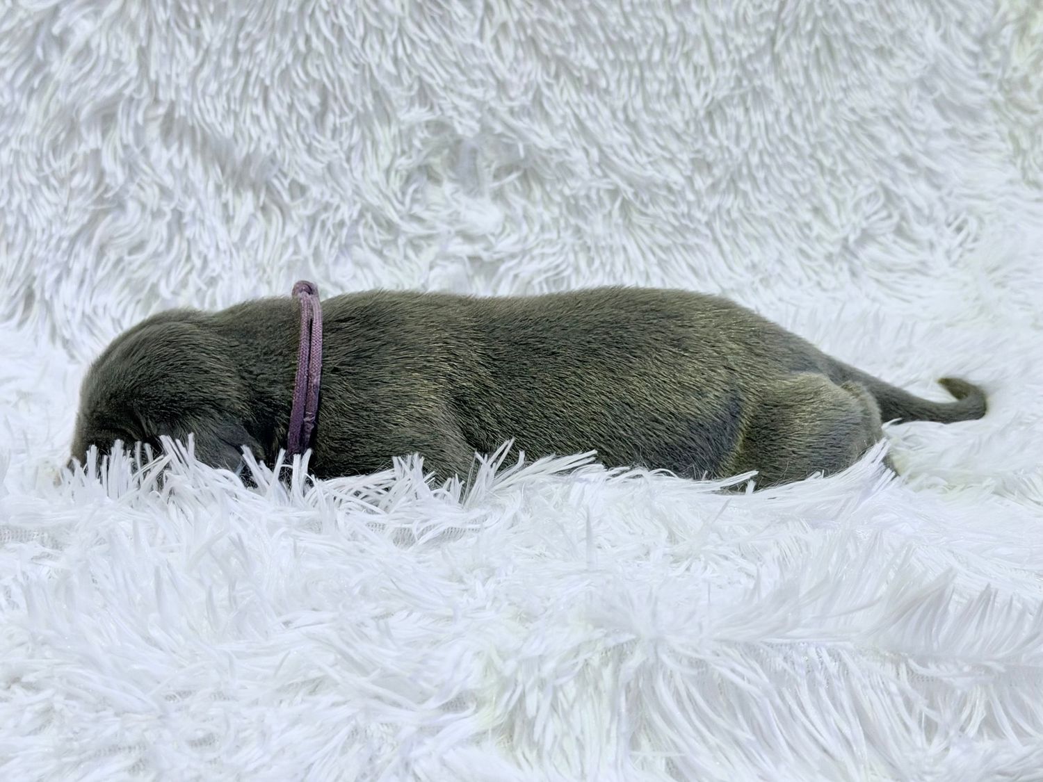 Newborn puppy with pink collar sleeping curled up on white fluffy blanket.