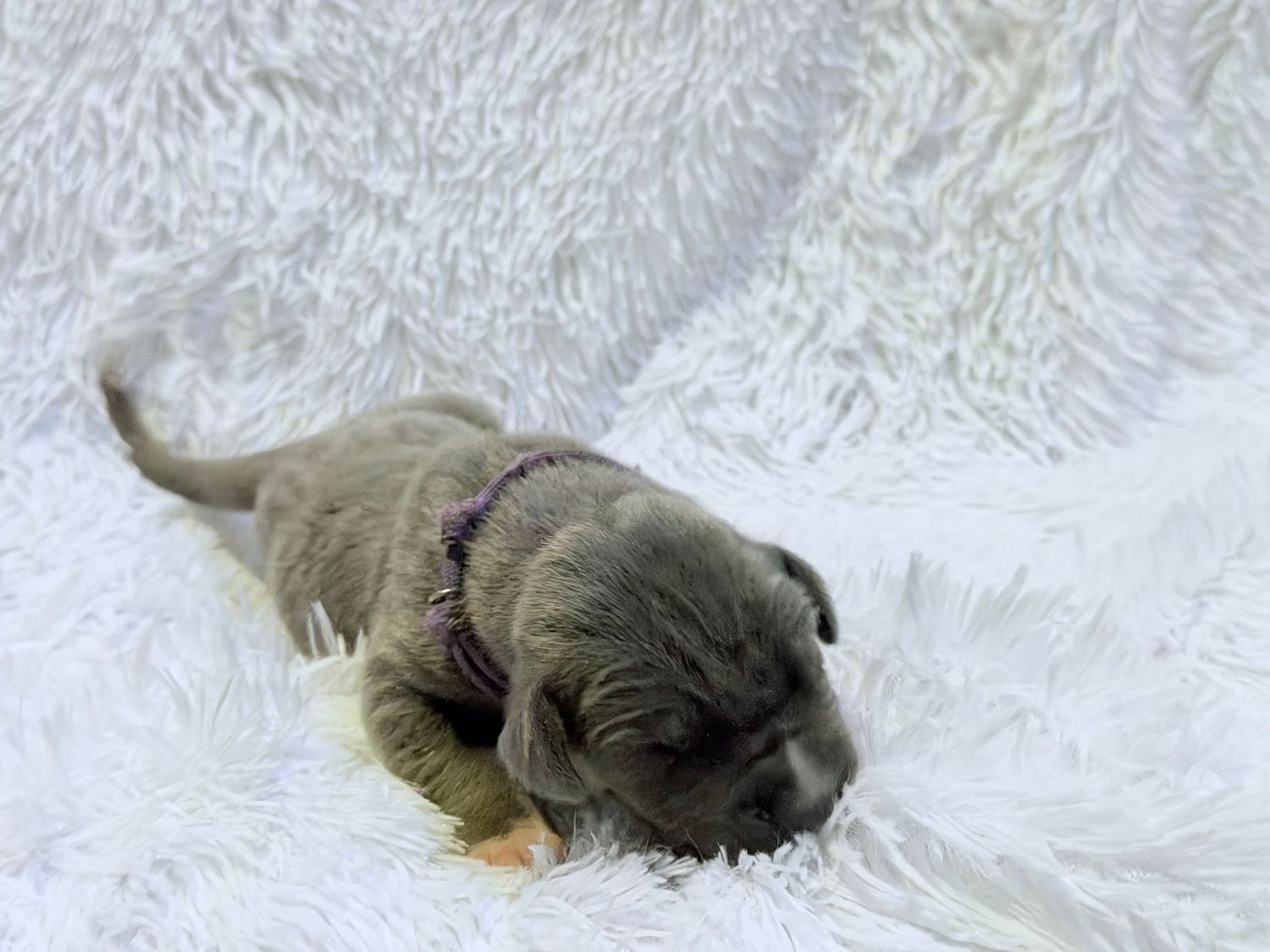 Tiny gray newborn puppy with purple collar resting on fluffy white blanket.