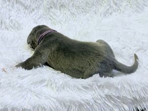 A gray puppy lying on a fluffy white surface, viewed from above, showing its full body and tail.