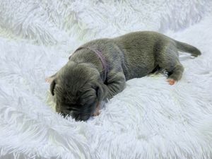 Tiny newborn gray puppy sleeping peacefully on a fluffy white blanket, curled up with eyes closed.