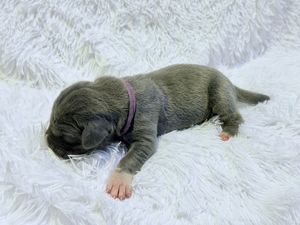 Newborn gray puppy with pink collar sleeping peacefully on white fluffy blanket.