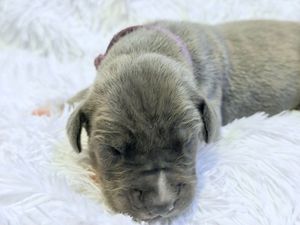 Newborn gray puppy sleeping peacefully on a white fluffy blanket with eyes closed.