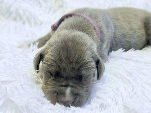 Newborn gray puppy with pink collar sleeping on white fluffy blanket.