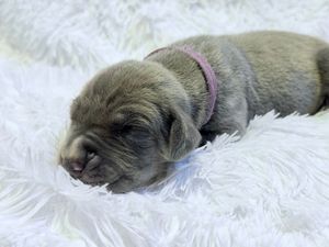 Tiny newborn puppy with gray fur sleeping on white fluffy blanket wearing a small pink collar.