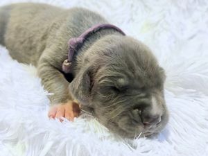 Tiny newborn gray puppy sleeping peacefully on a fluffy white blanket, wearing a small purple collar.