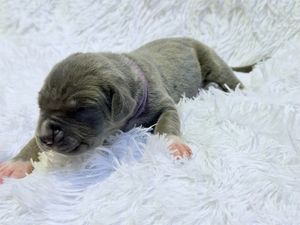 Tiny newborn puppy with gray fur resting on a fluffy white blanket, wearing a small purple collar.