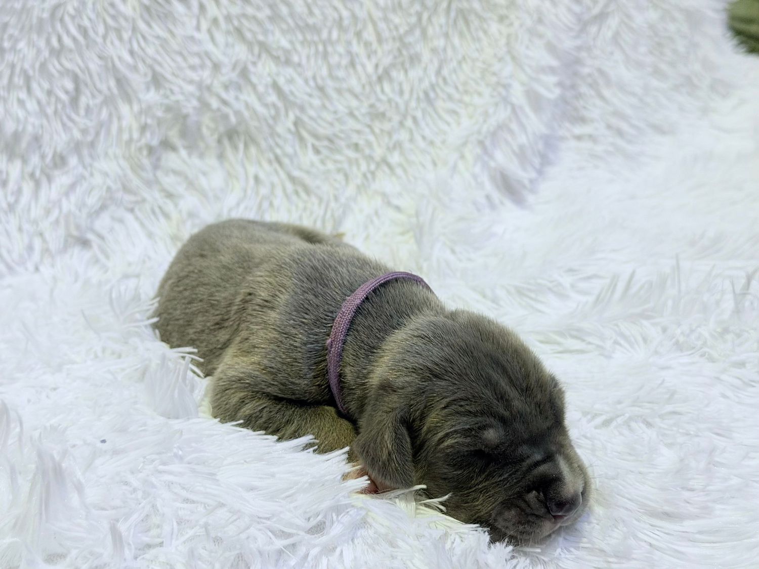 Tiny newborn puppy with gray fur wearing a pink collar resting on a fluffy white blanket.