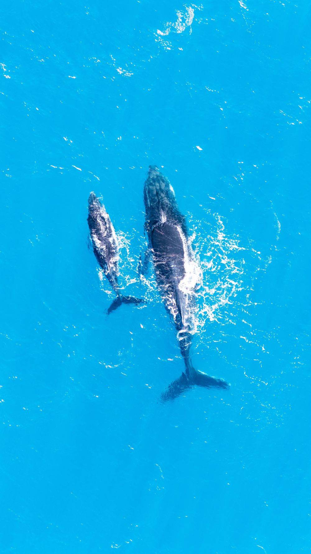 Aerial view of a humpback whale and calf swimming together in vivid blue ocean waters.