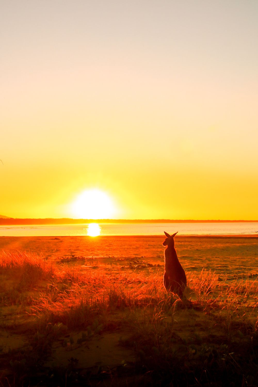A kangaroo silhouette stands in golden grassland watching a vibrant orange sunset over a calm Australian outback horizon.