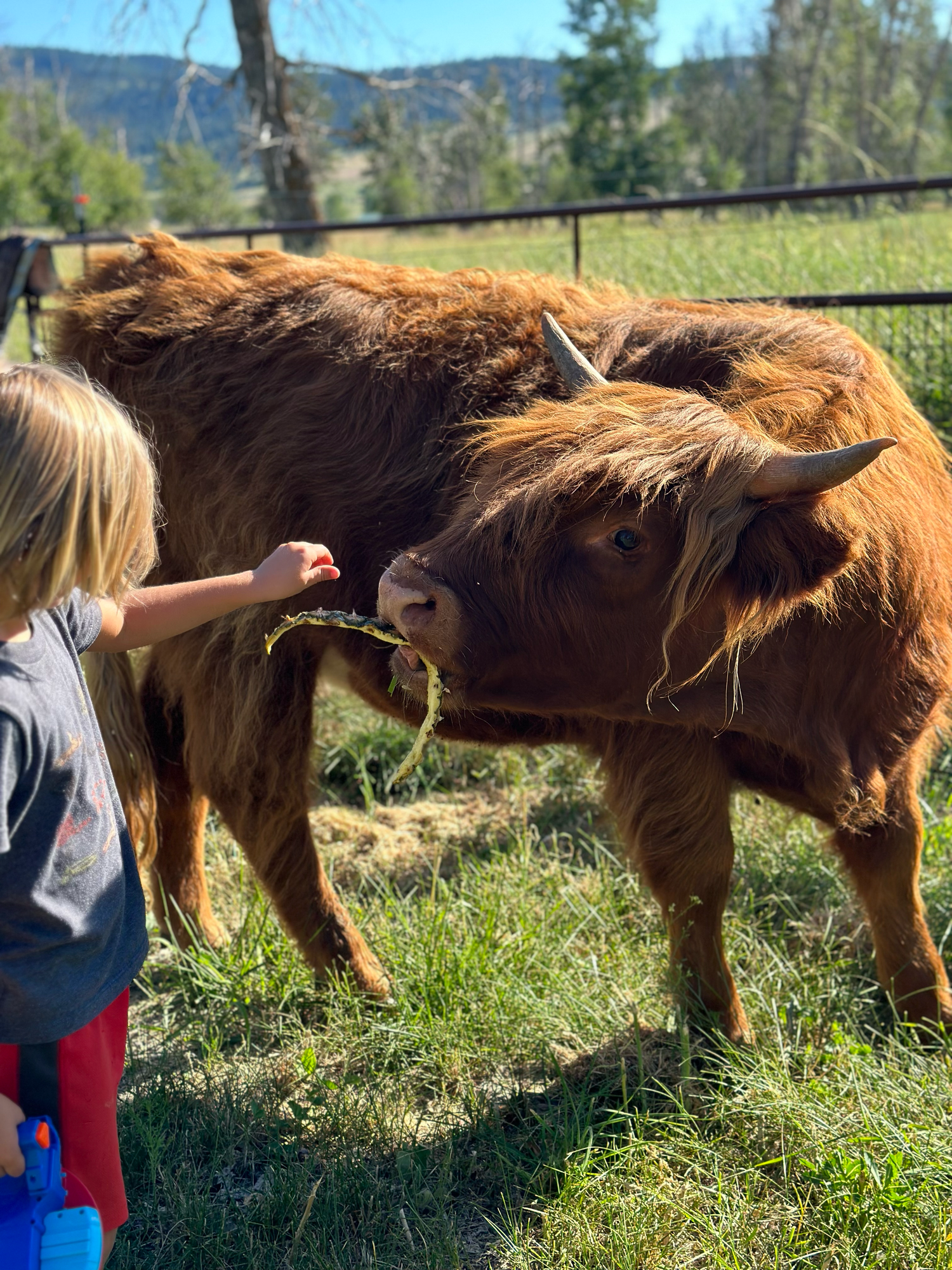 Young child feeding grass to a fluffy brown Highland cattle cow in a sunny green pasture.