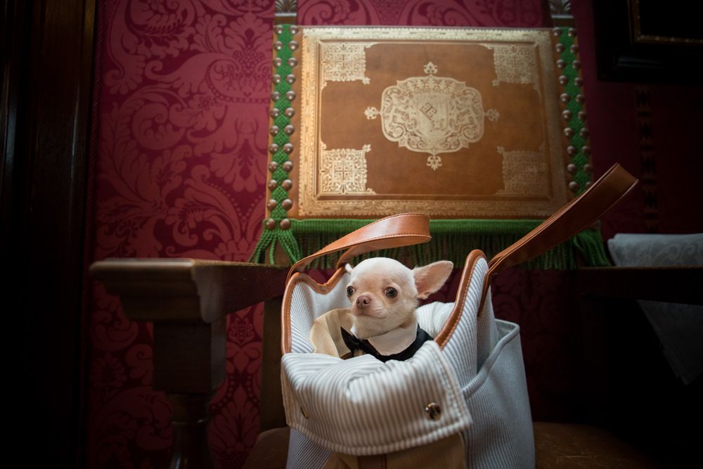 A tiny Chihuahua in a white sweater sits in a bag inside an elegant room with red walls and ornate decor.