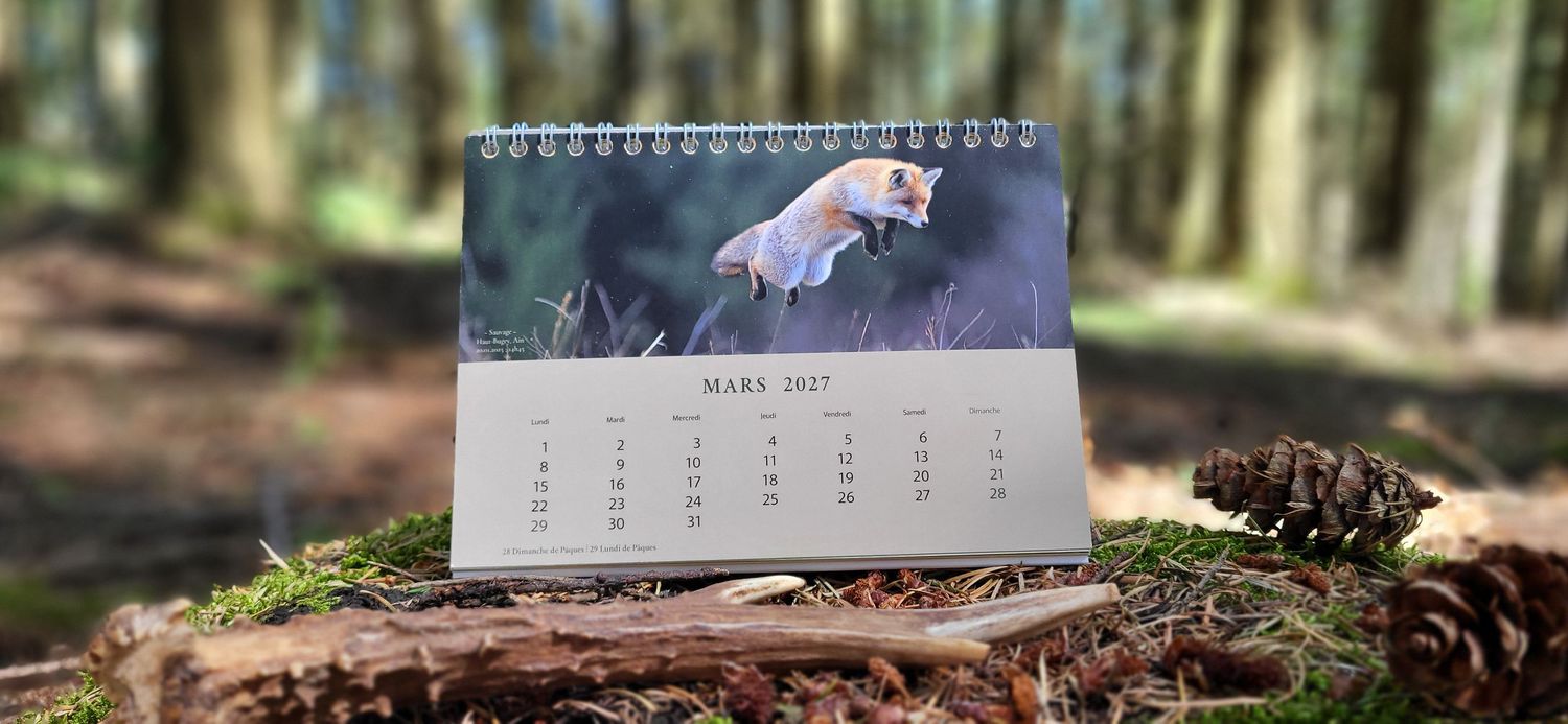 A March 2021 desk calendar featuring a jumping fox photo, displayed outdoors on a mossy log in a forest.