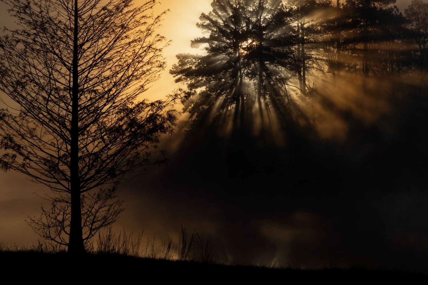 Sunset with silhouetted trees with dramatic sun rays filtering through and golden reflection.