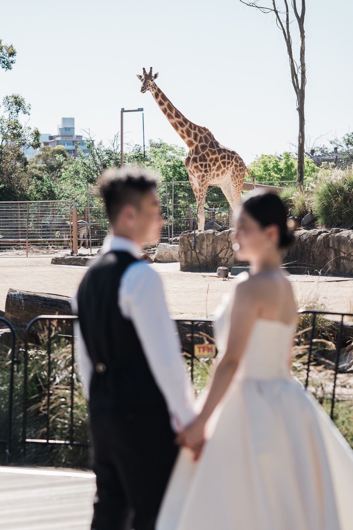 A couple in wedding attire holds hands at a zoo, with a tall giraffe standing majestically in the background.