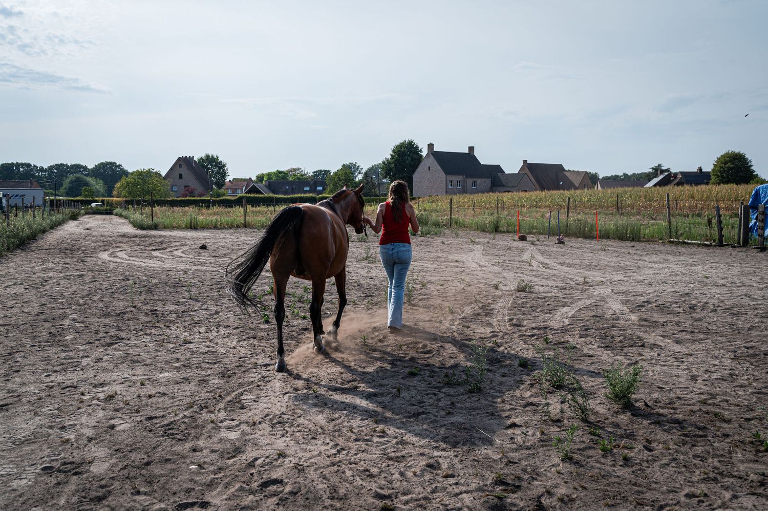 Deelnemers werken samen met een paard rond communicatie en vertrouwen.
