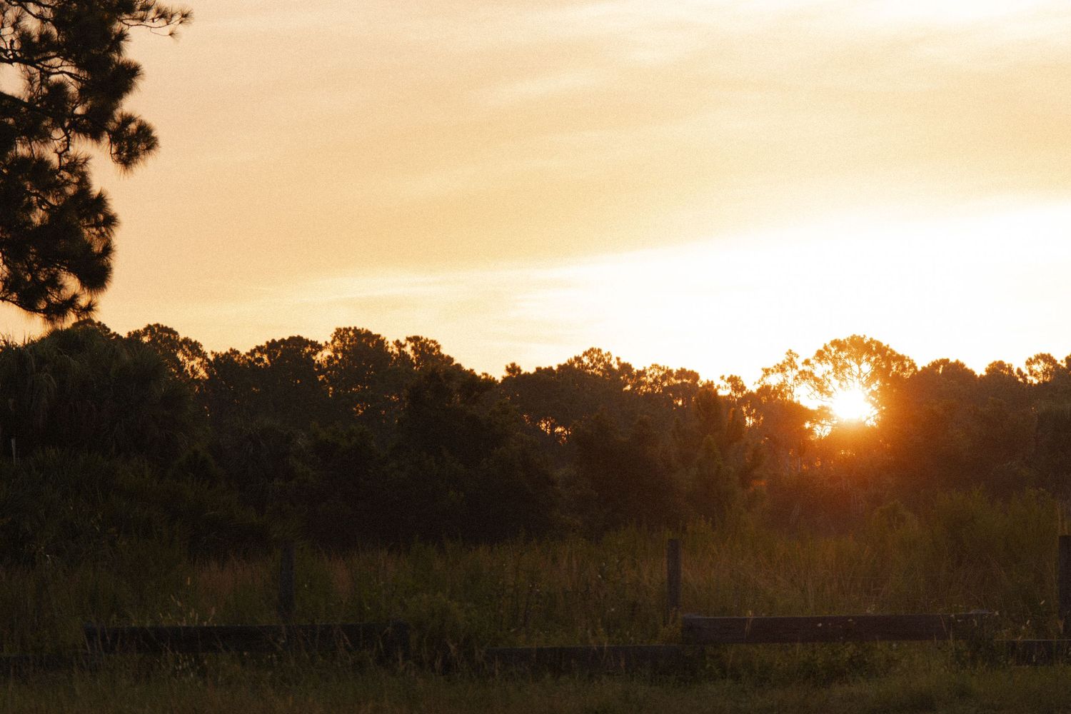 Golden sunset silhouetting trees over a peaceful open field at dusk.