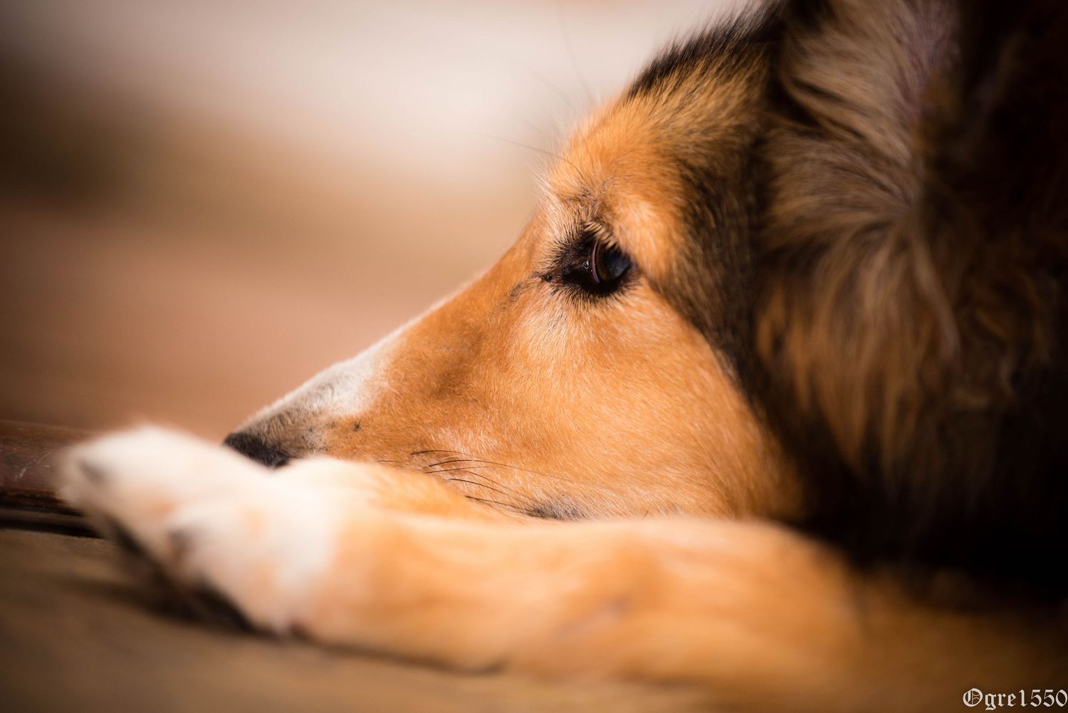 A close-up of a Rough Collie dog resting its head on its paw with a calm expression.