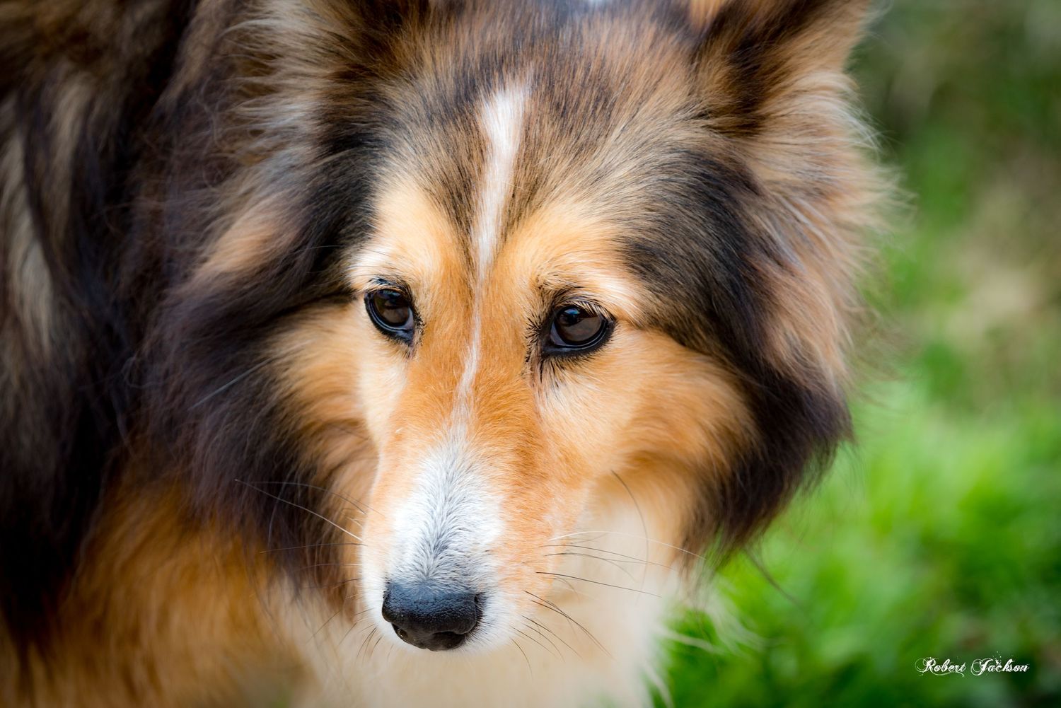 A beautiful Shetland Sheepdog with sable and white fur gazes forward against a green background.