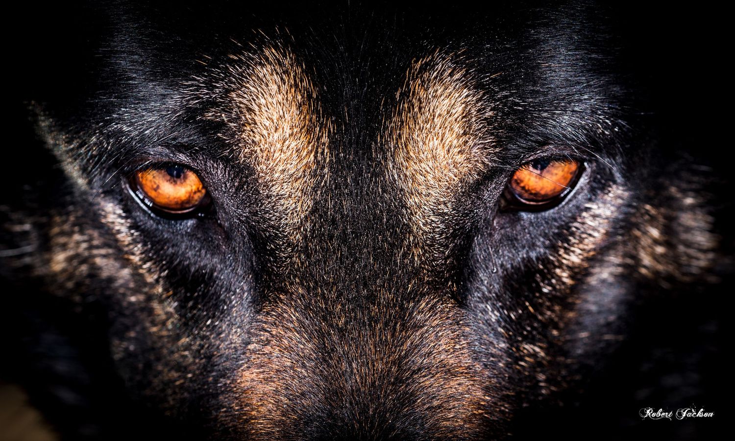 An intense close-up portrait of a black dog with striking amber eyes in dramatic lighting.