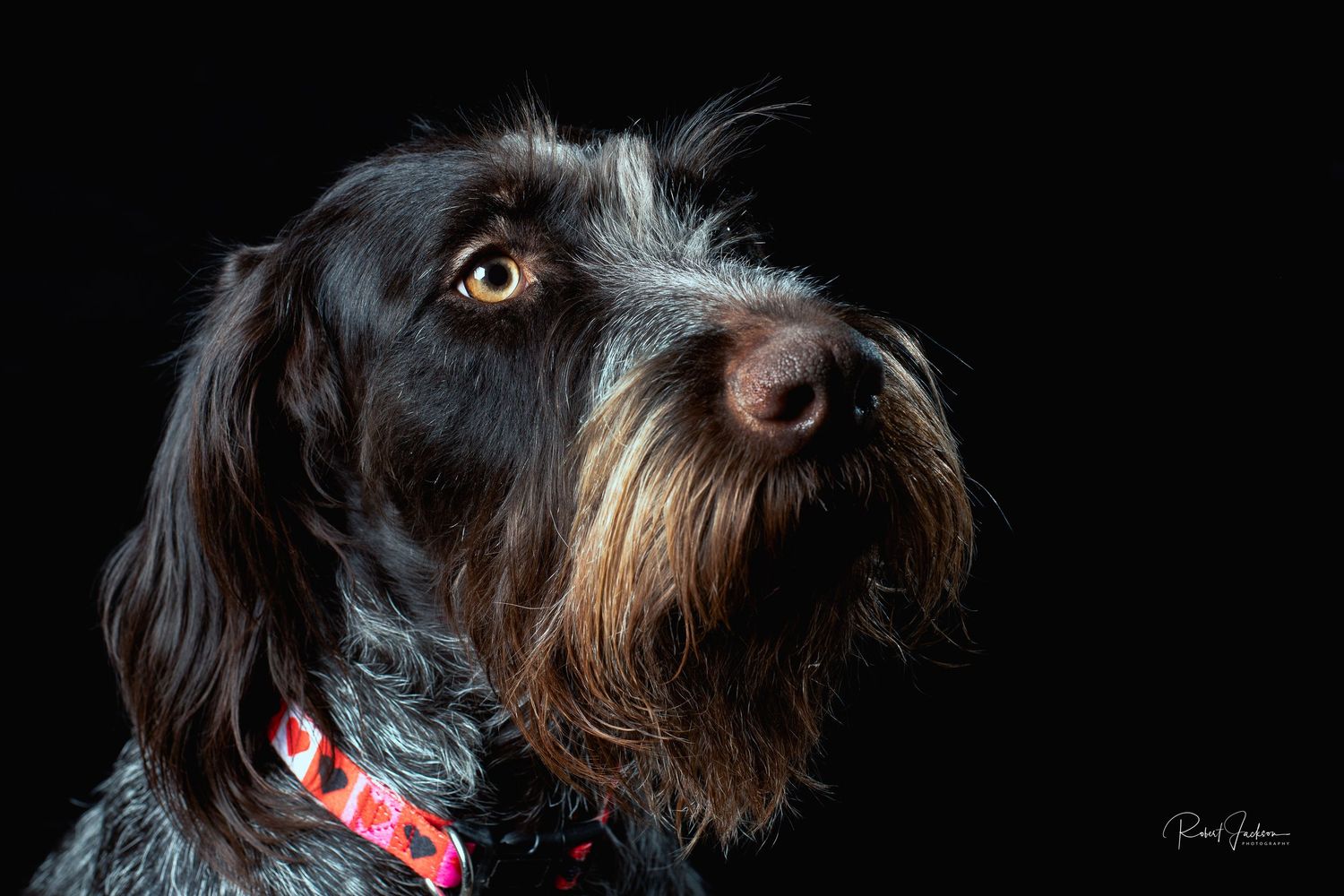 Studio portrait of a German Wirehaired Pointer wearing a red collar on black background.