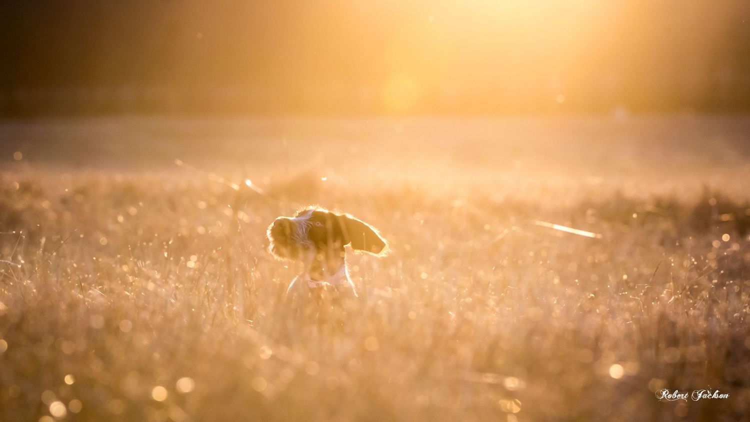 A small dog explores a sunlit golden field, backlit by warm glowing sunlight in a dreamy outdoor scene.