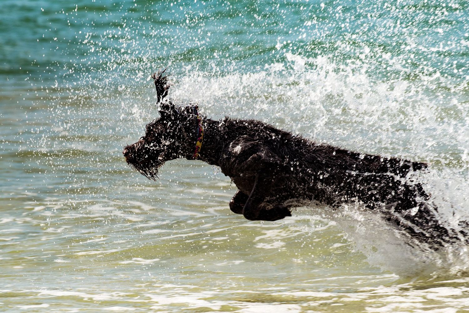 A black Labrador dog leaps energetically through ocean waves on a sunny beach day.