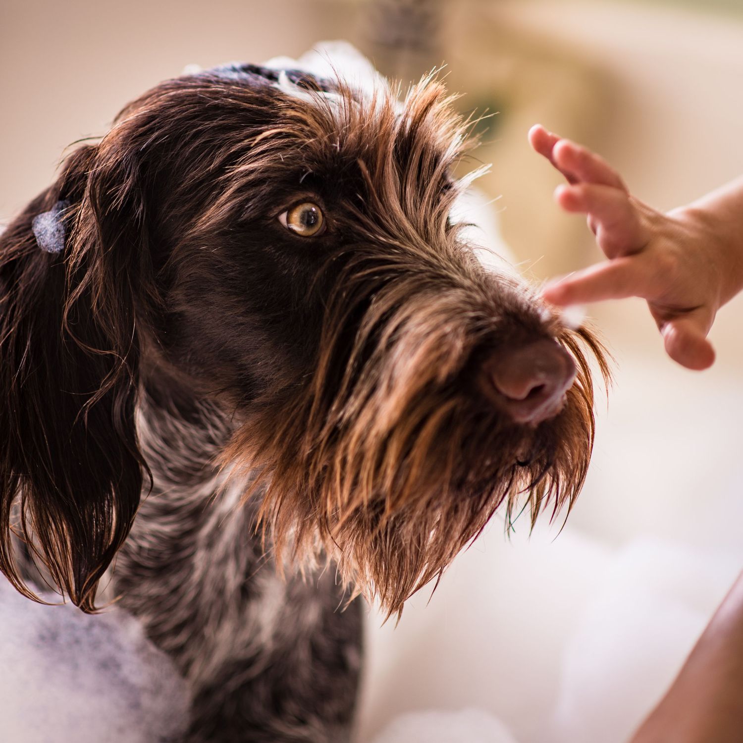 A wet wirehaired pointing griffon dog looks up attentively during a bath indoors.