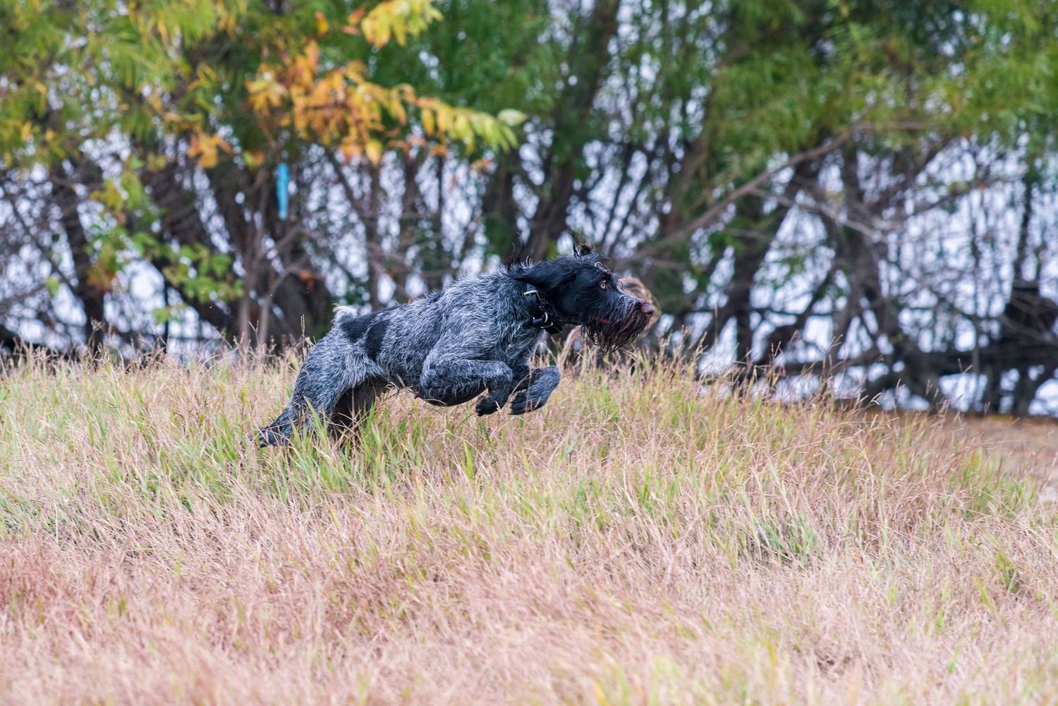 A black spaniel dog runs through tall dry grass near a tree-lined waterway in autumn.