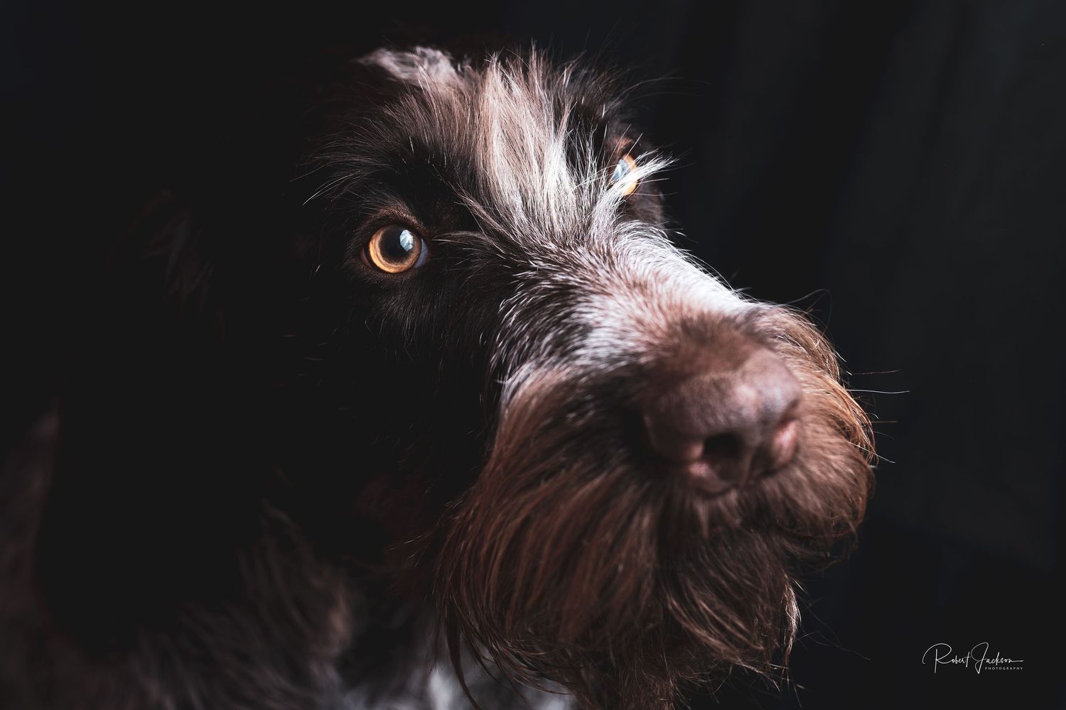 Close-up portrait of a German Wirehaired Pointer with expressive brown eyes.