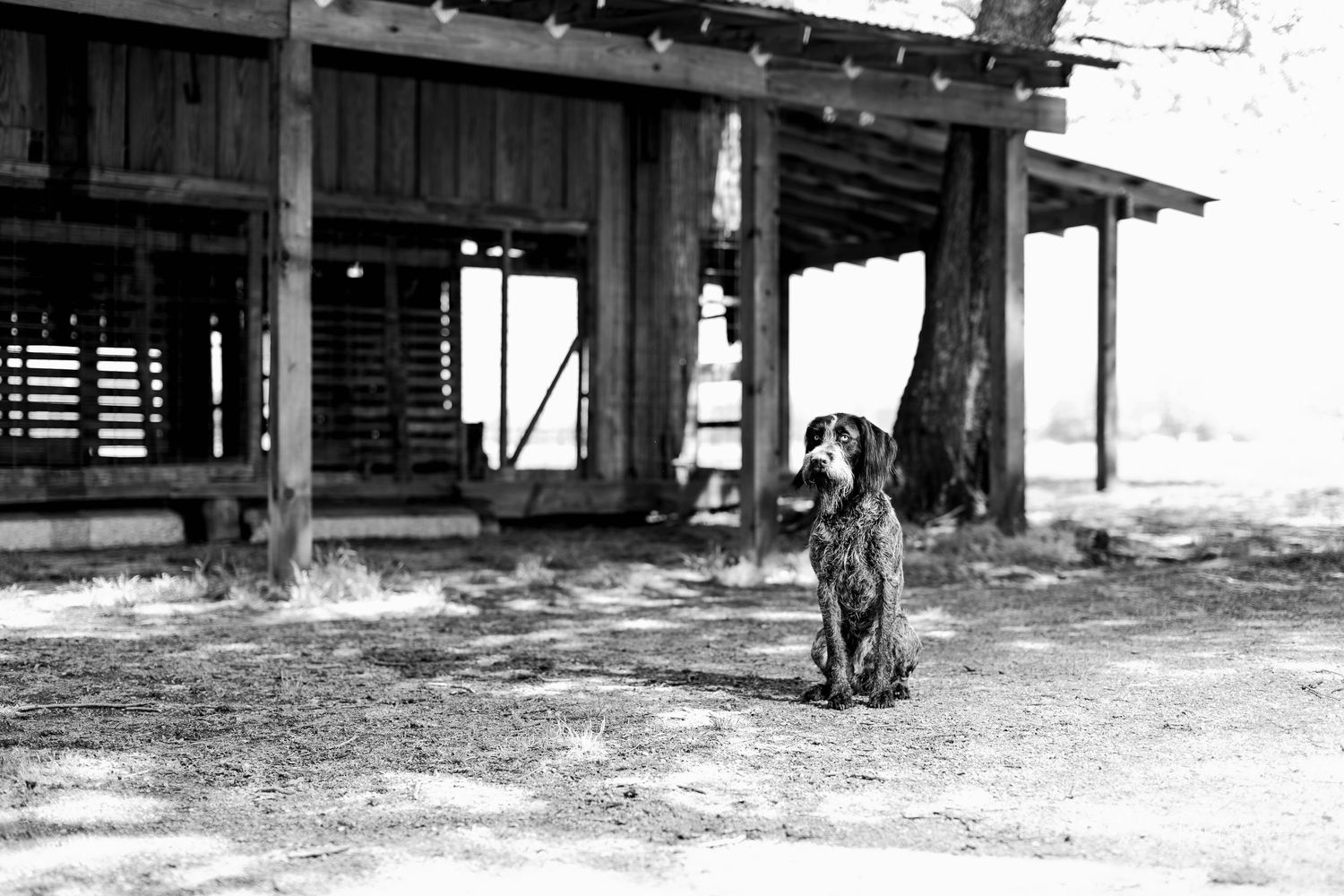 Black and white photo of a dog sitting outside a rustic wooden barn building.