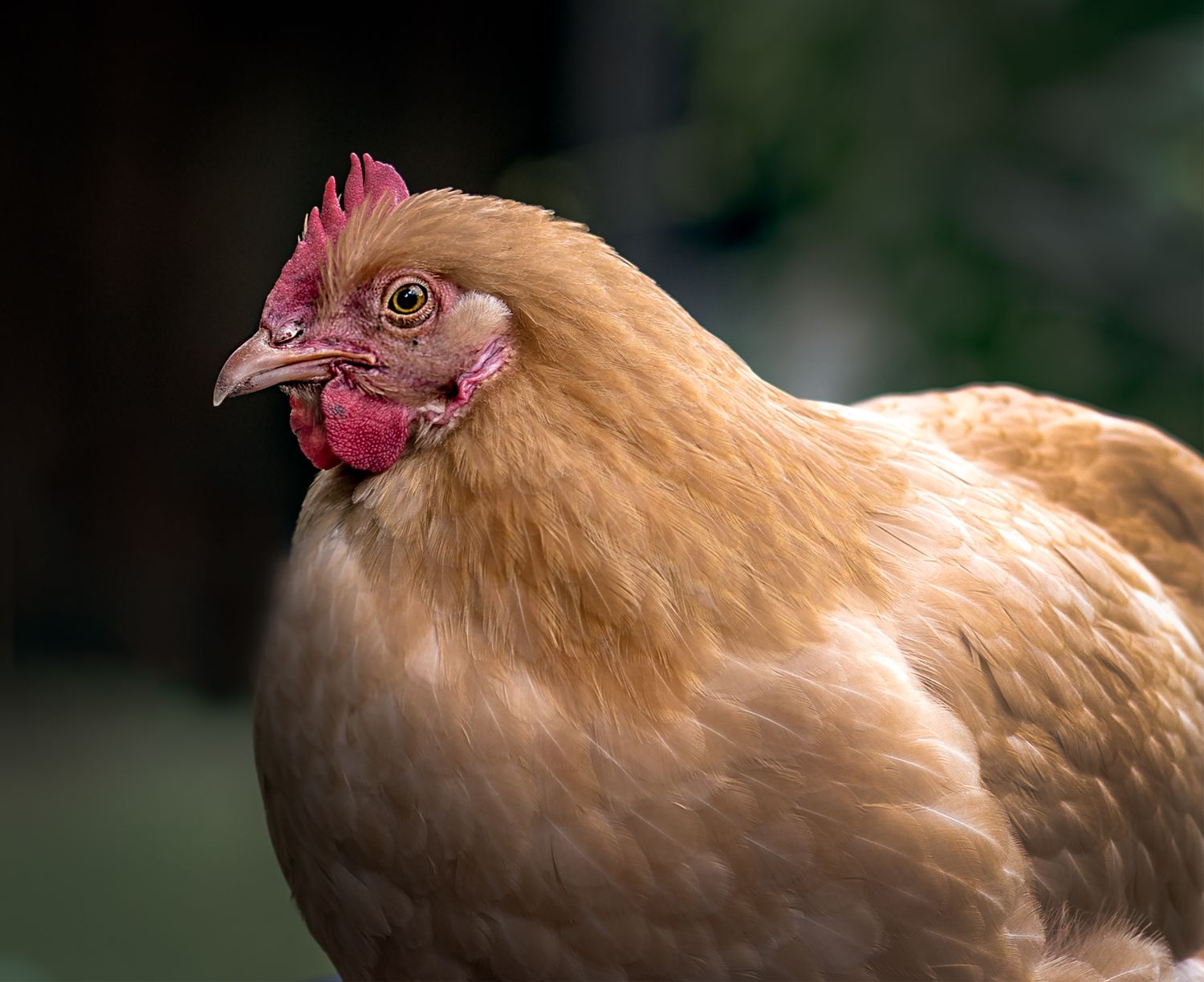 A golden buff hen with a red comb poses in a sharp close-up portrait outdoors.
