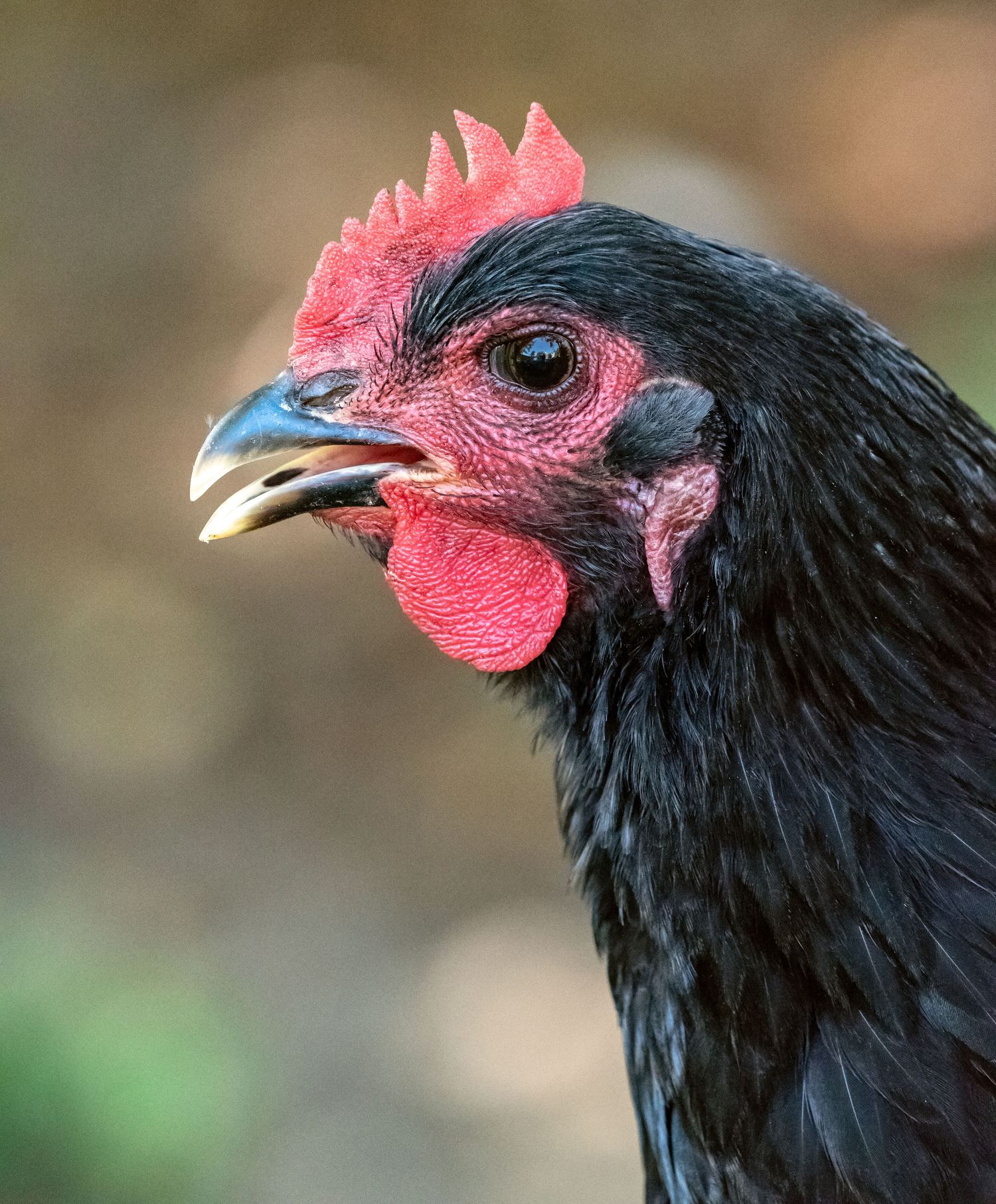 A black chicken with a vivid red comb and wattles in a detailed close-up portrait.