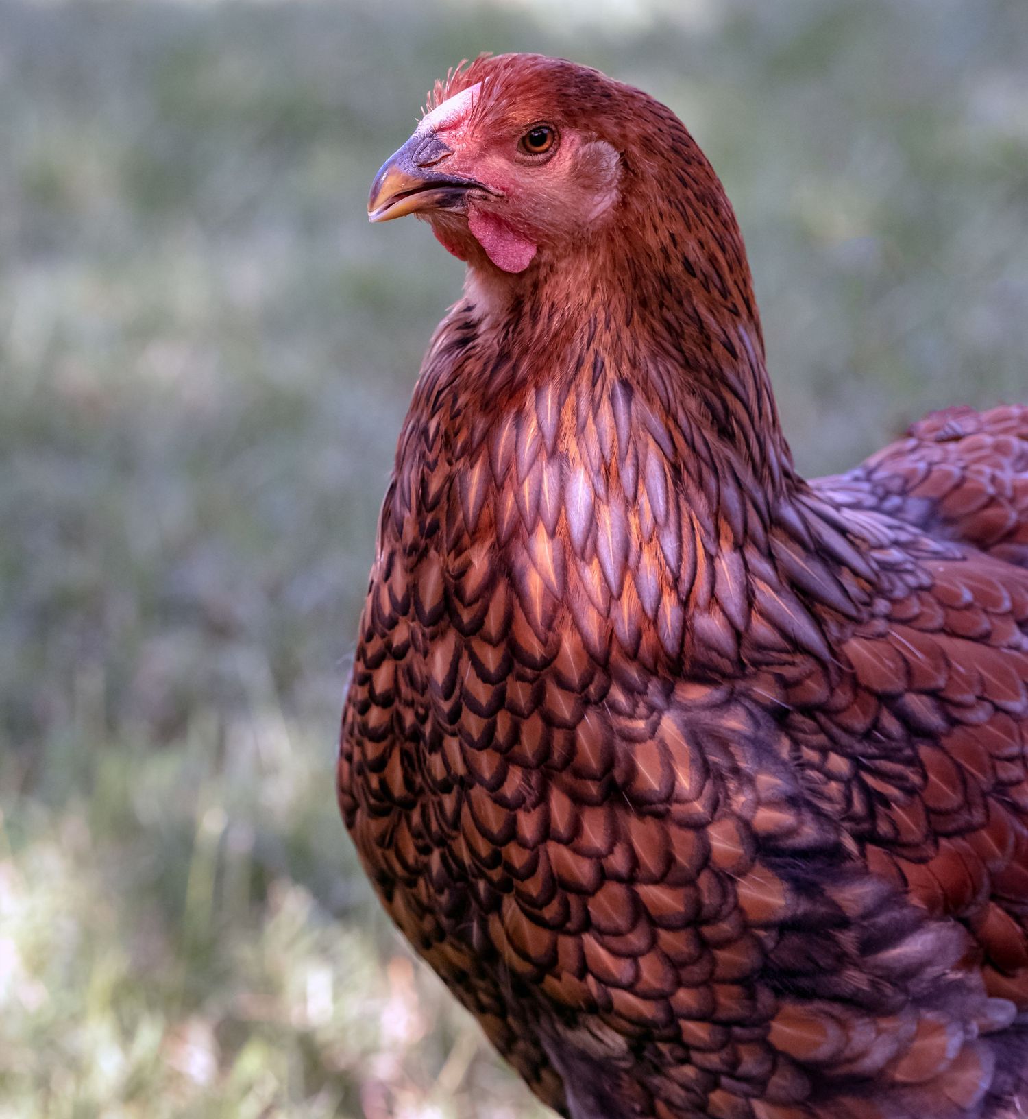Close-up portrait of a beautiful red-brown hen with detailed feather texture.