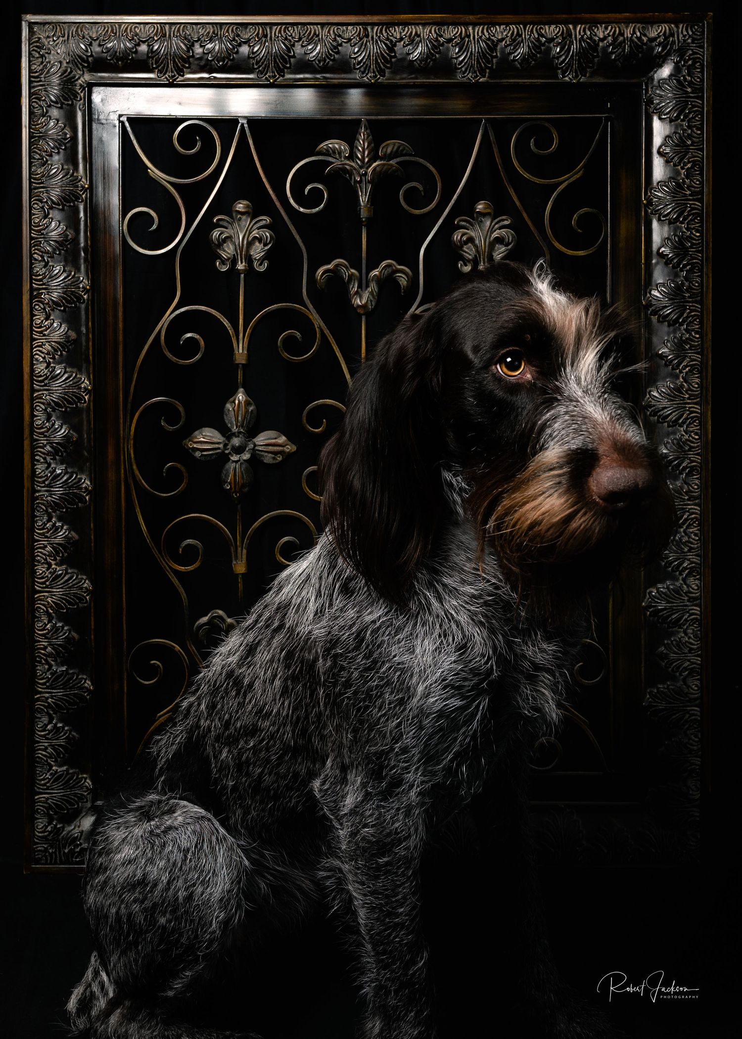 A wirehaired pointing griffon dog sits regally before an ornate dark decorative iron gate.